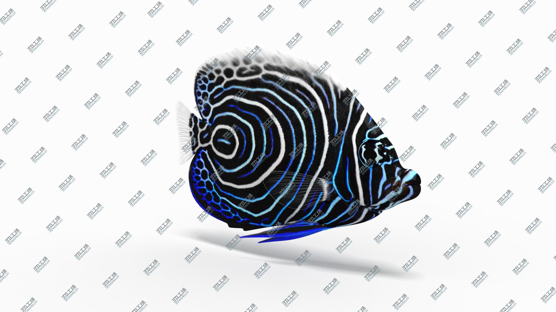 images/goods_img/2021040164/3D Emperor Angelfish Animated/2.jpg